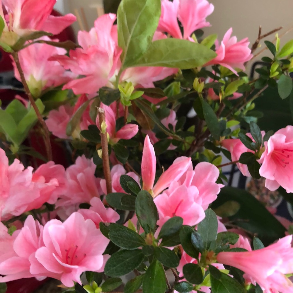 Meet your Posher, Piya